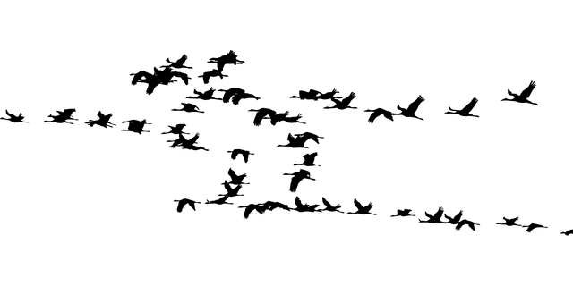 Fugler i flukt — dekorativt bilde